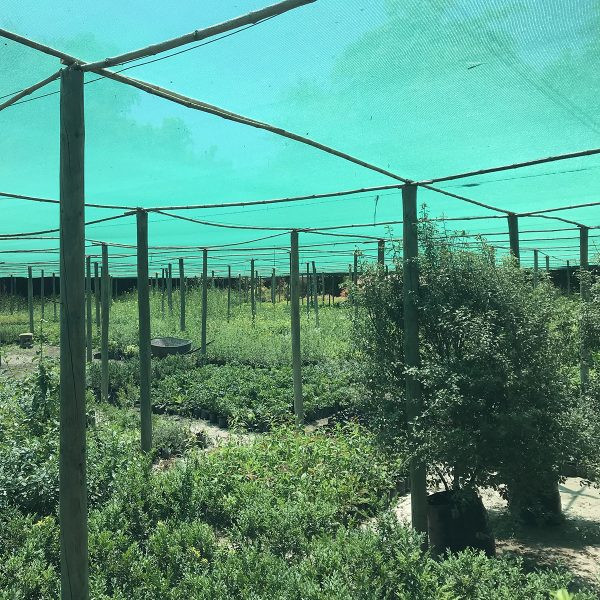 MALLA RASCHELL VERDE  83GR 80% SOMBRA 4,2 X 50 MT 210m2